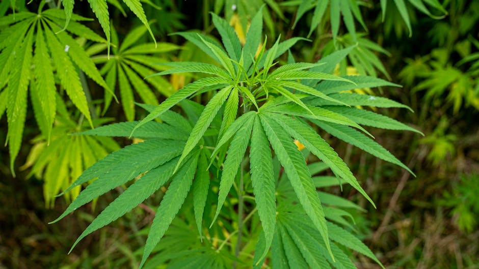 Looking for a reliable THC joint supplier in Prague